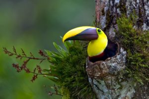 toucan, Parrot, Bird, Tropical,  32