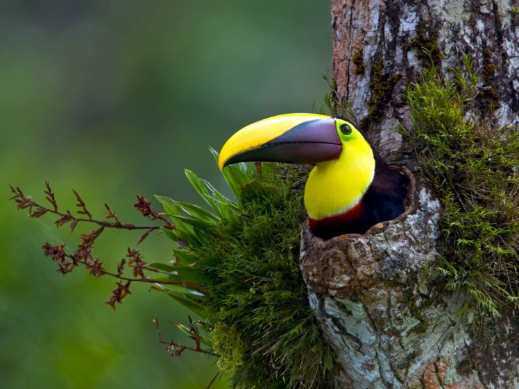 toucan, Parrot, Bird, Tropical,  32 HD Wallpaper Desktop Background