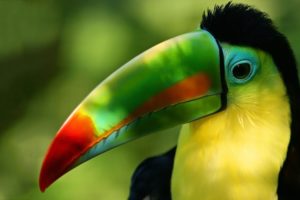 toucan, Parrot, Bird, Tropical,  45