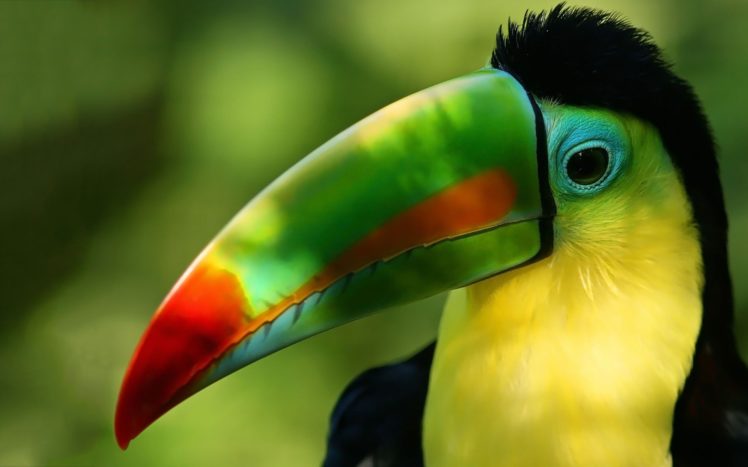 toucan, Parrot, Bird, Tropical,  45 HD Wallpaper Desktop Background
