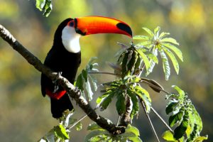 toucan, Parrot, Bird, Tropical,  57