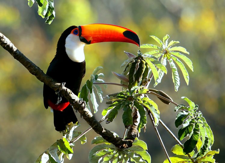 toucan, Parrot, Bird, Tropical,  57 HD Wallpaper Desktop Background