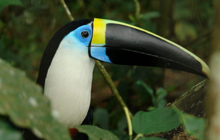 toucan, Parrot, Bird, Tropical,  55 HD Wallpaper Desktop Background