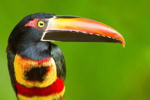 toucan, Parrot, Bird, Tropical,  61