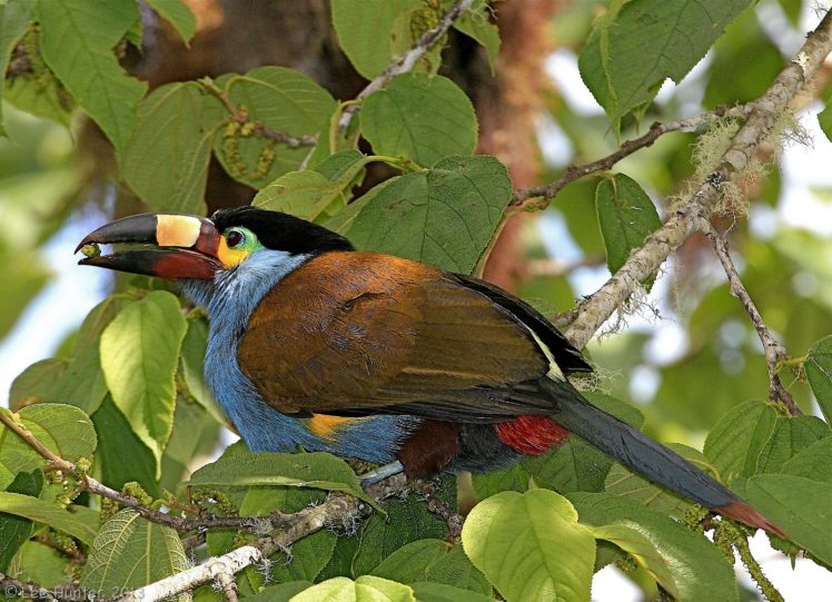 toucan, Parrot, Bird, Tropical,  63 HD Wallpaper Desktop Background
