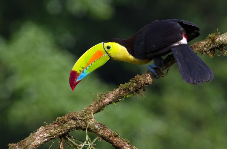 toucan, Parrot, Bird, Tropical,  1 HD Wallpaper Desktop Background