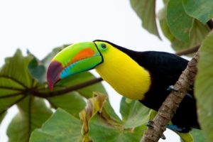 toucan, Parrot, Bird, Tropical,  2