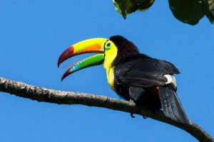 toucan, Parrot, Bird, Tropical,  5