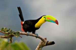 toucan, Parrot, Bird, Tropical,  8