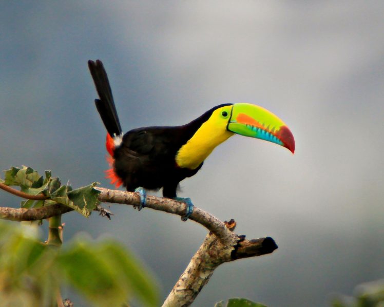 toucan, Parrot, Bird, Tropical,  8 HD Wallpaper Desktop Background