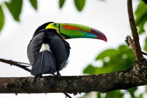 toucan, Parrot, Bird, Tropical,  4