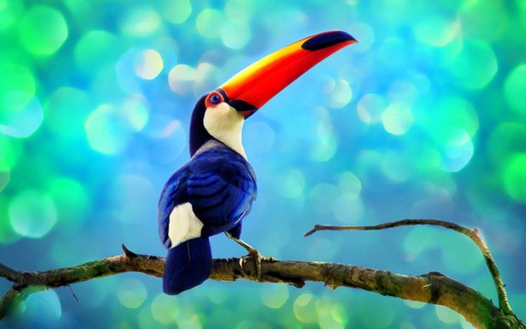 toucan, Parrot, Bird, Tropical,  16 HD Wallpaper Desktop Background