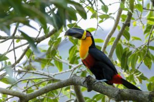 toucan, Parrot, Bird, Tropical,  25