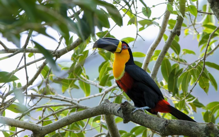 toucan, Parrot, Bird, Tropical,  25 HD Wallpaper Desktop Background