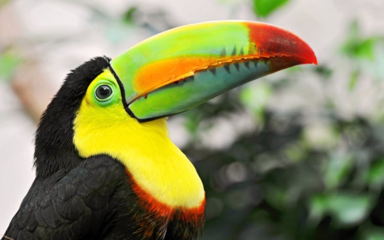toucan, Parrot, Bird, Tropical,  29 HD Wallpaper Desktop Background