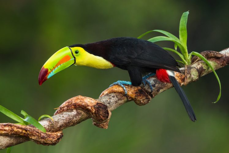 toucan, Parrot, Bird, Tropical,  31 HD Wallpaper Desktop Background