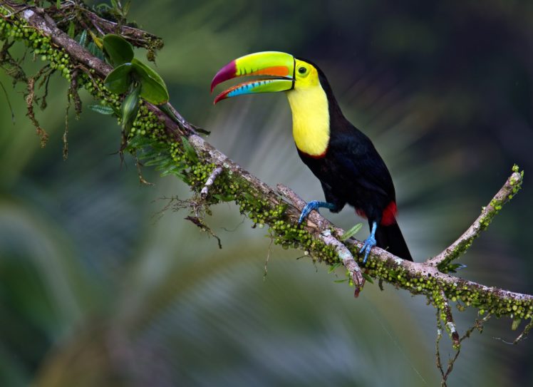 toucan, Parrot, Bird, Tropical,  32 HD Wallpaper Desktop Background