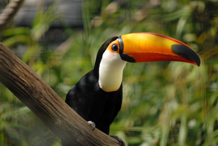 toucan, Parrot, Bird, Tropical,  26 HD Wallpaper Desktop Background