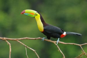 toucan, Parrot, Bird, Tropical,  28