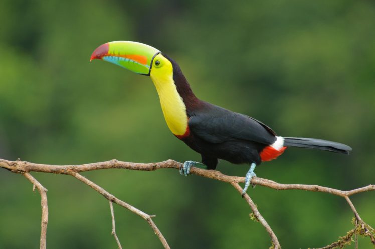 toucan, Parrot, Bird, Tropical,  28 HD Wallpaper Desktop Background