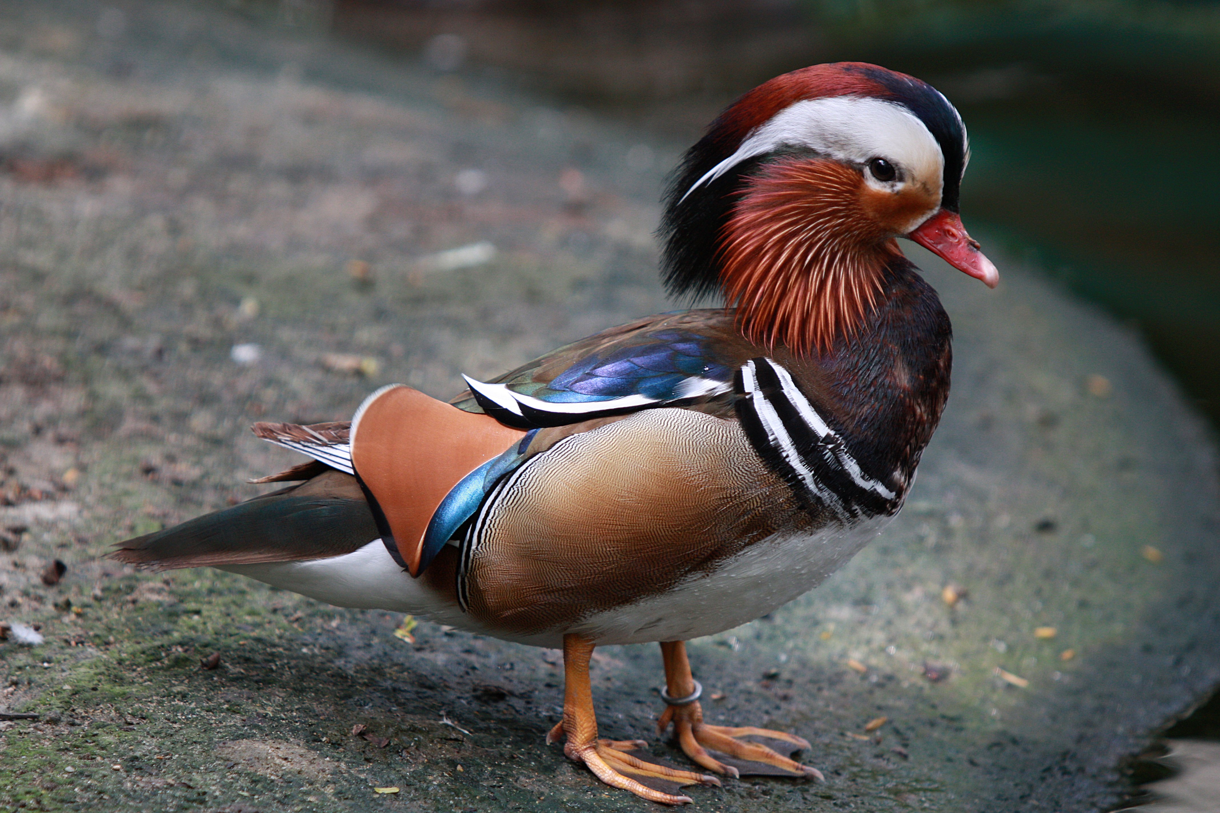 mandarin, Duck, Bird, Ducks,  11 , Jpg Wallpaper