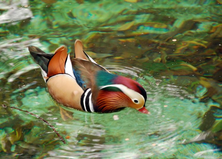 mandarin, Duck, Bird, Ducks,  20 HD Wallpaper Desktop Background