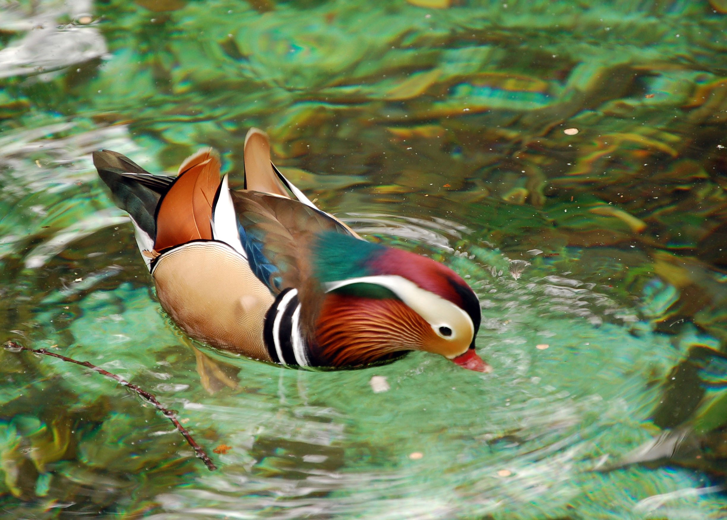 mandarin, Duck, Bird, Ducks, 20 Wallpapers HD / Desktop and Mobile