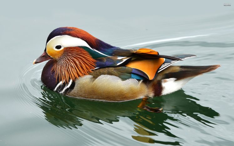 mandarin, Duck, Bird, Ducks,  35 HD Wallpaper Desktop Background