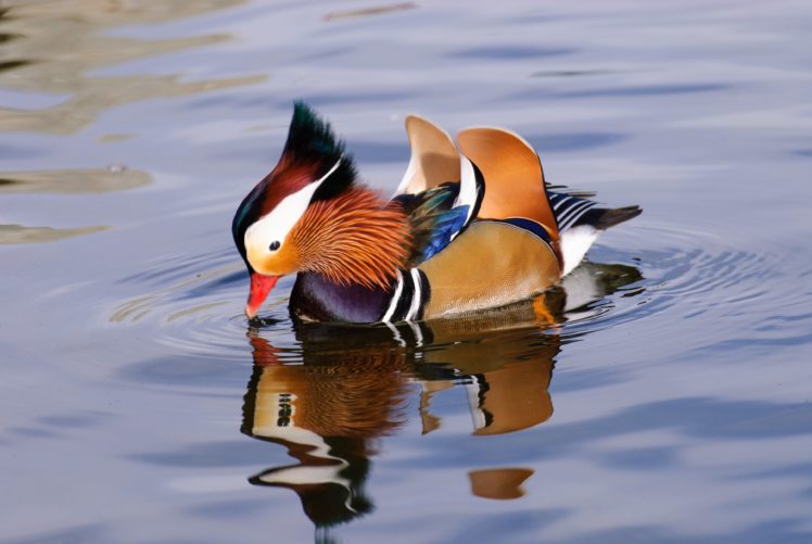 mandarin, Duck, Bird, Ducks,  37 HD Wallpaper Desktop Background