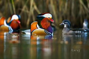 mandarin, Duck, Bird, Ducks,  45