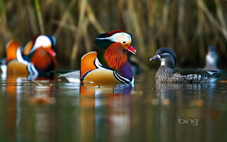 mandarin, Duck, Bird, Ducks,  45 HD Wallpaper Desktop Background