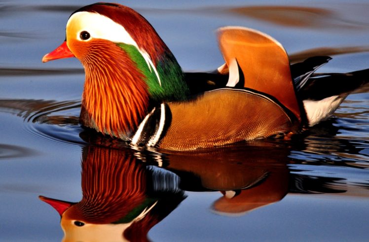 mandarin, Duck, Bird, Ducks,  57 HD Wallpaper Desktop Background
