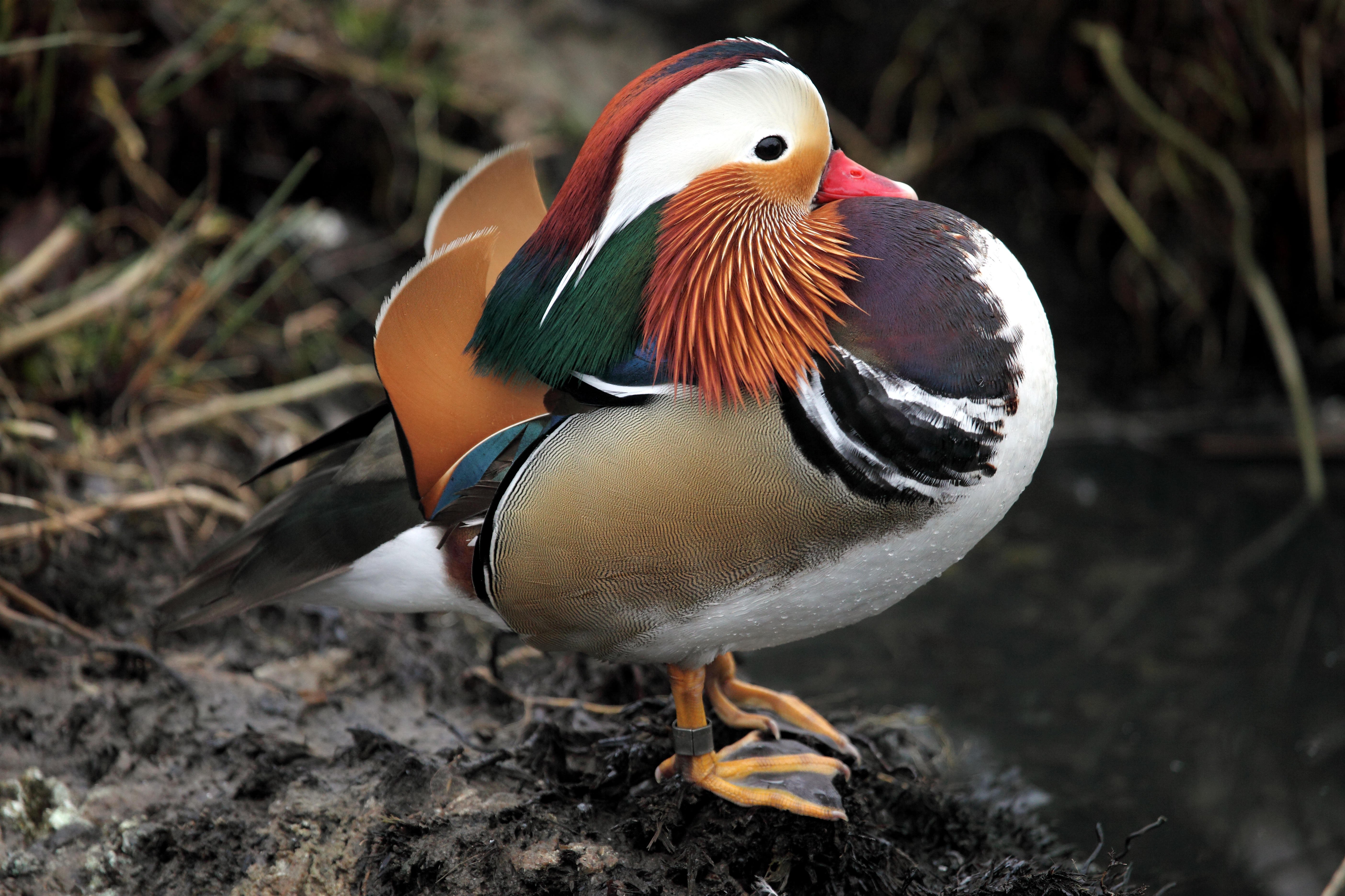 mandarin, Duck, Bird, Ducks,  58 Wallpaper