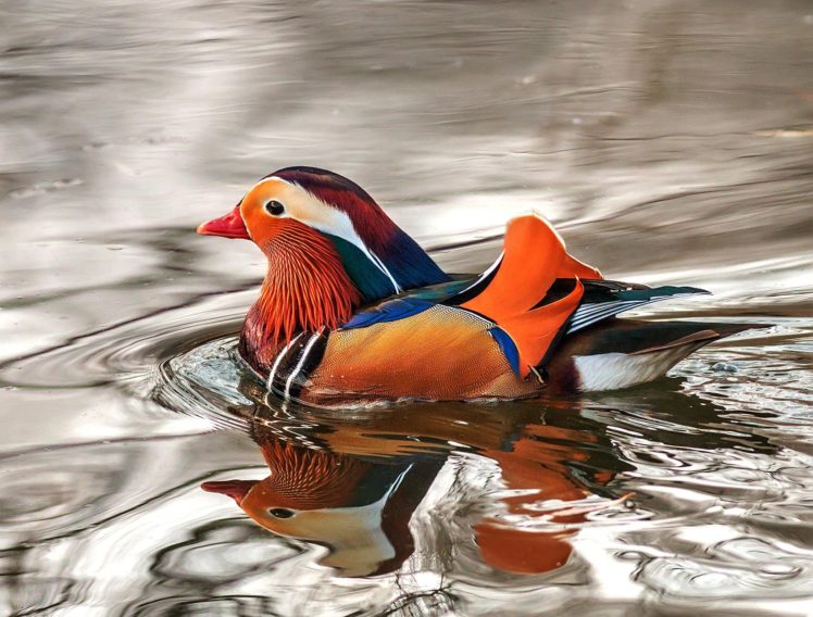 mandarin, Duck, Bird, Ducks,  64 HD Wallpaper Desktop Background