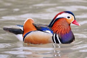 mandarin, Duck, Bird, Ducks,  74