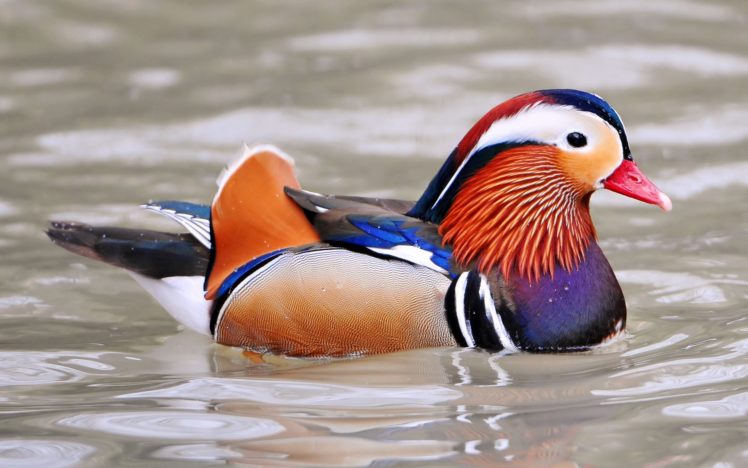 mandarin, Duck, Bird, Ducks,  74 HD Wallpaper Desktop Background