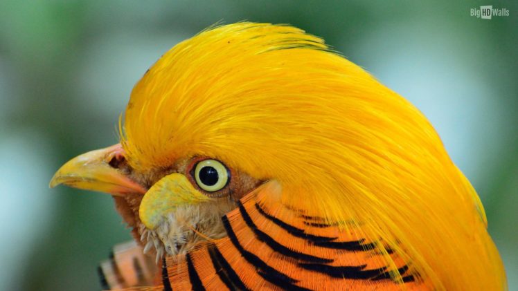 golden, Pheasant, Bird, Colorful, Gold,  7 HD Wallpaper Desktop Background