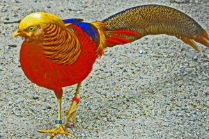golden, Pheasant, Bird, Colorful, Gold,  8