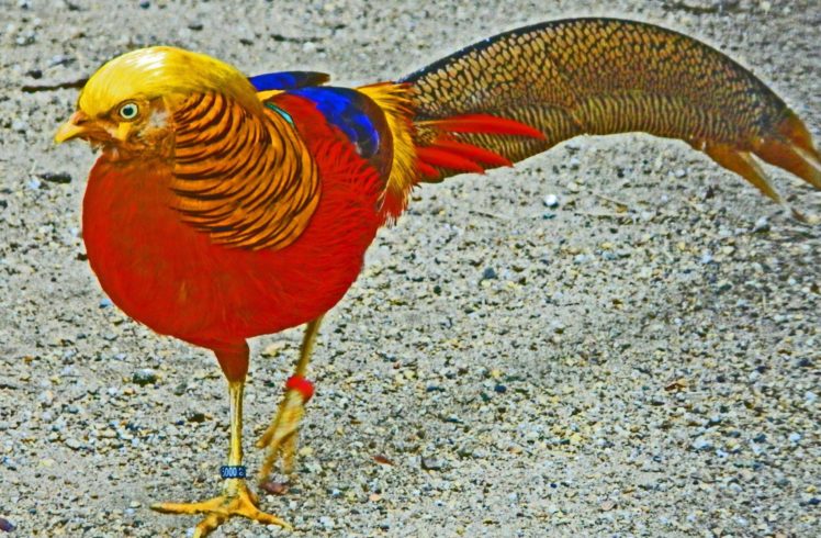 golden, Pheasant, Bird, Colorful, Gold,  8 HD Wallpaper Desktop Background