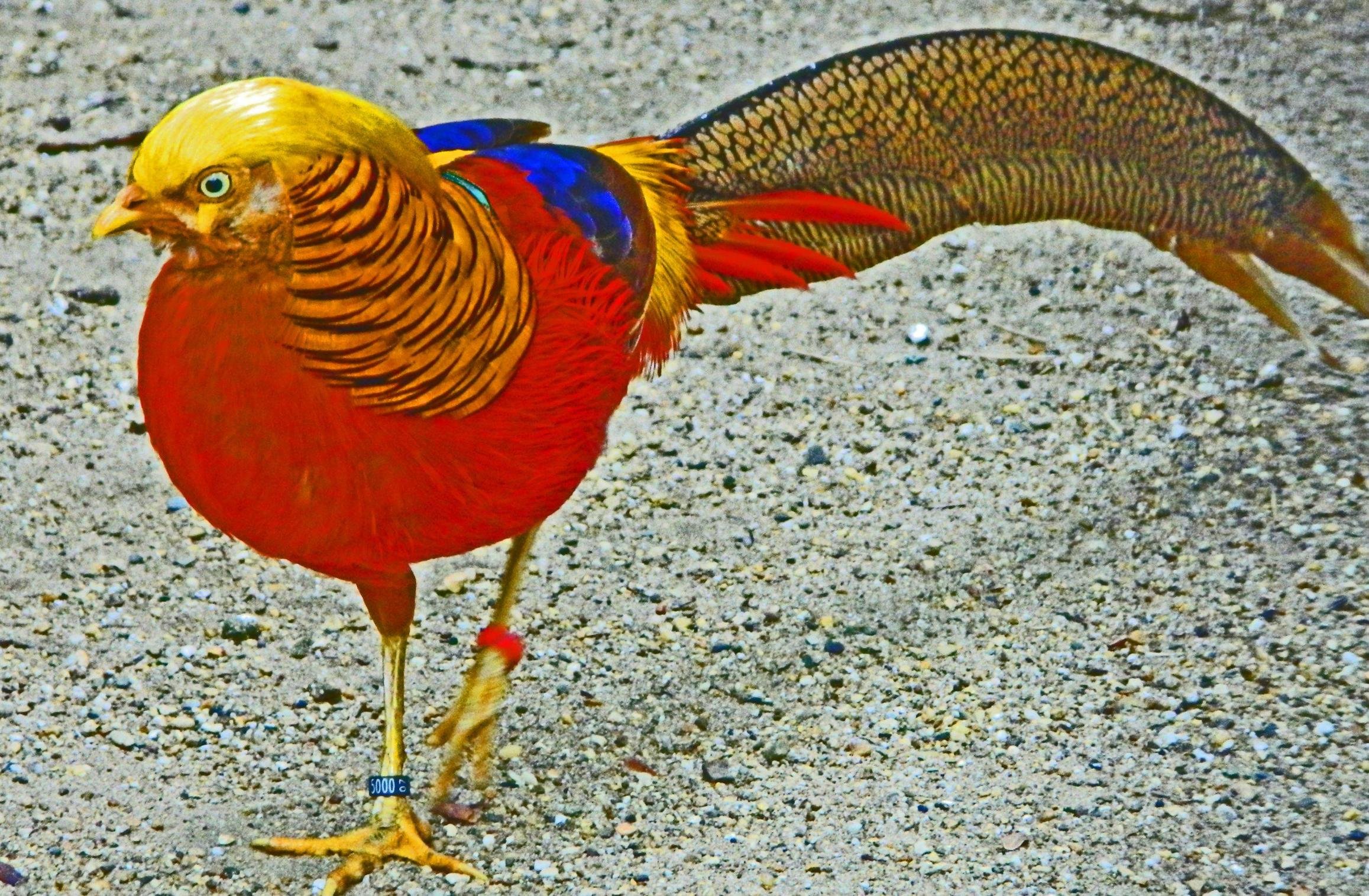 golden, Pheasant, Bird, Colorful, Gold,  8 Wallpaper