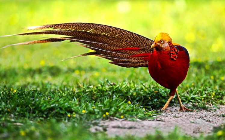 golden, Pheasant, Bird, Colorful, Gold,  6 HD Wallpaper Desktop Background