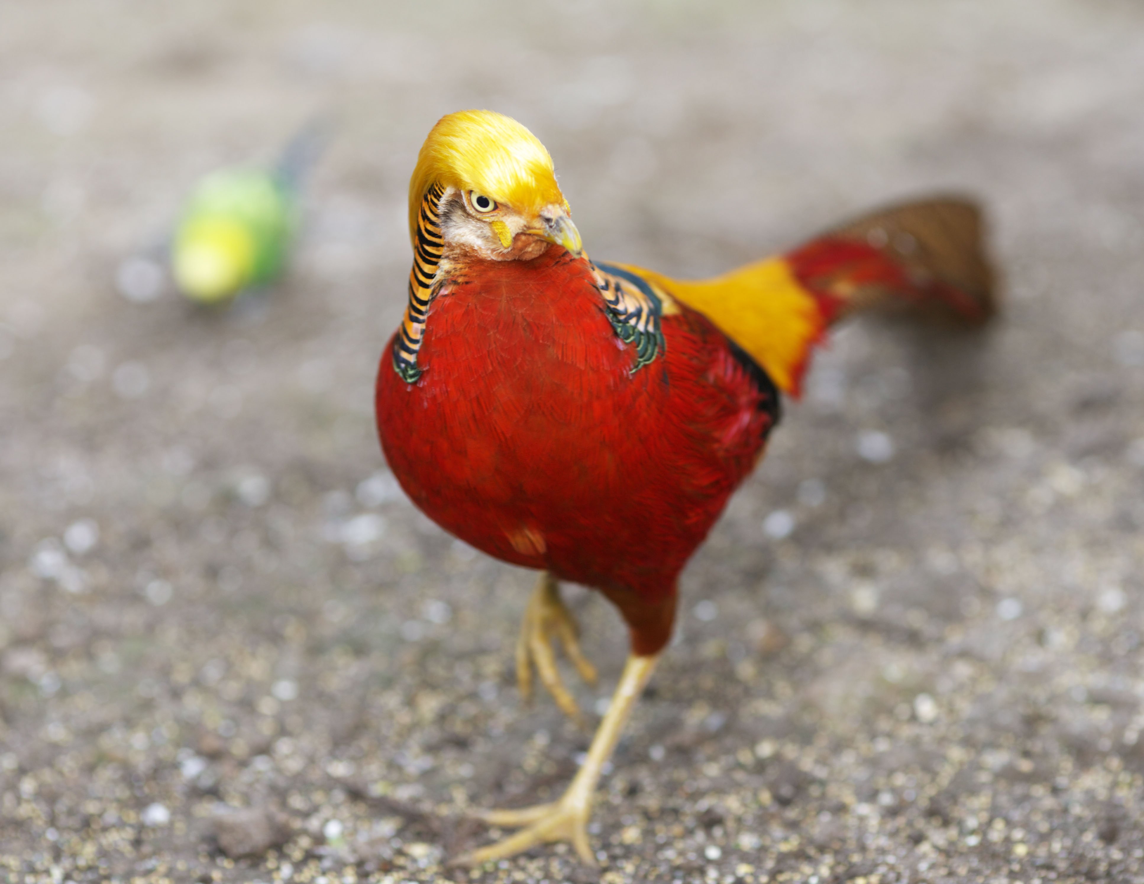 golden, Pheasant, Bird, Colorful, Gold,  9 Wallpaper