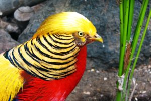 golden, Pheasant, Bird, Colorful, Gold,  11