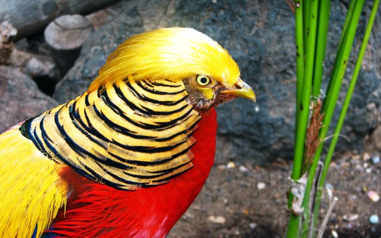 golden, Pheasant, Bird, Colorful, Gold,  11 HD Wallpaper Desktop Background