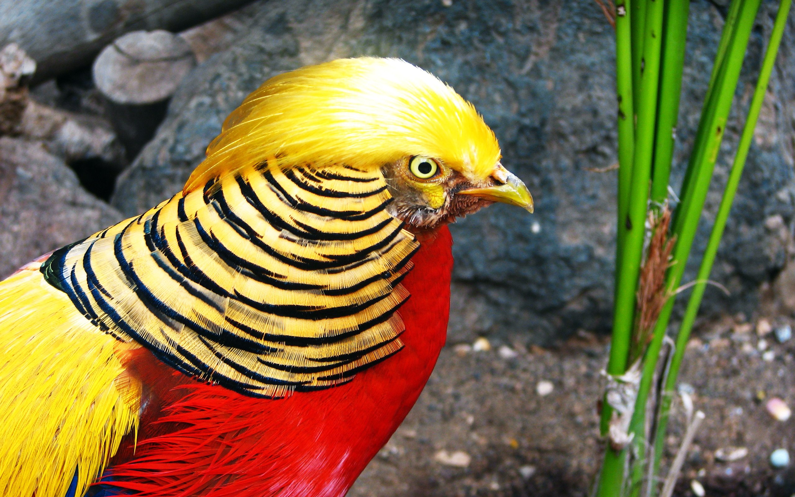 golden, Pheasant, Bird, Colorful, Gold,  11 Wallpaper