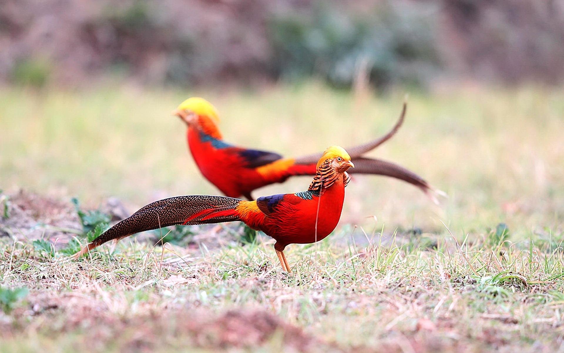 golden, Pheasant, Bird, Colorful, Gold, 21 Wallpapers HD ...