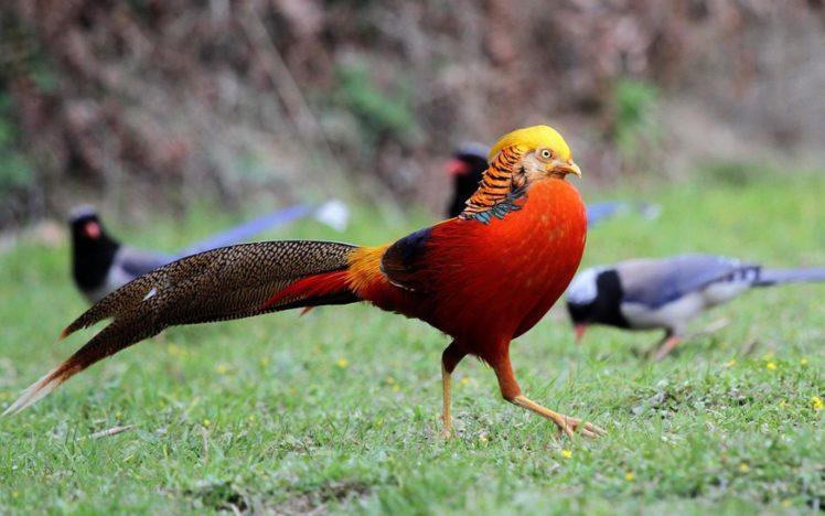 golden, Pheasant, Bird, Colorful, Gold,  27 HD Wallpaper Desktop Background