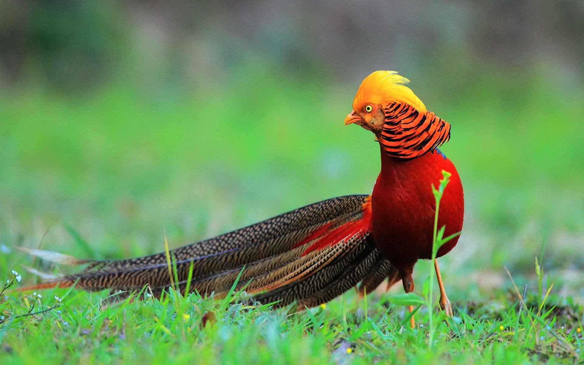 golden, Pheasant, Bird, Colorful, Gold,  26 Wallpaper