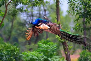 peacock, Bird, Colorful,  1