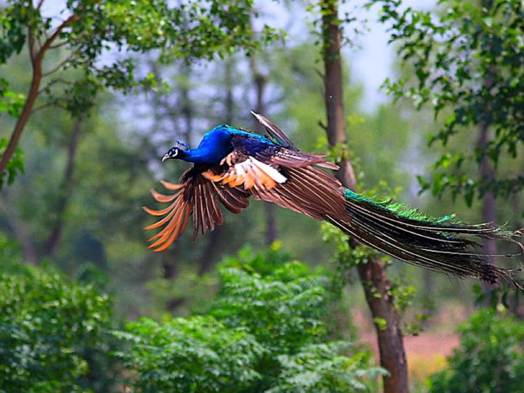 peacock, Bird, Colorful,  1 HD Wallpaper Desktop Background